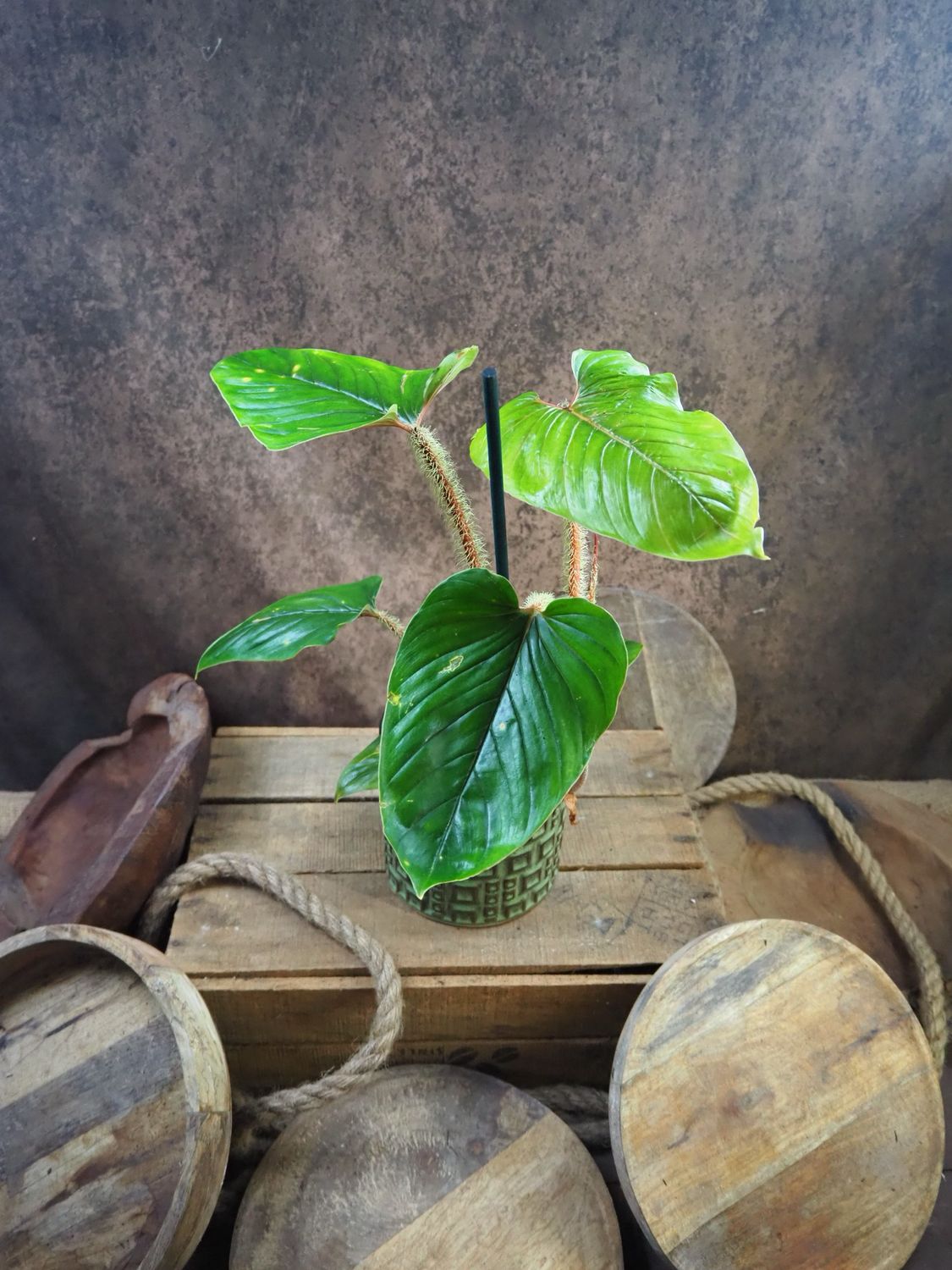 Philodendron Serpens SAD