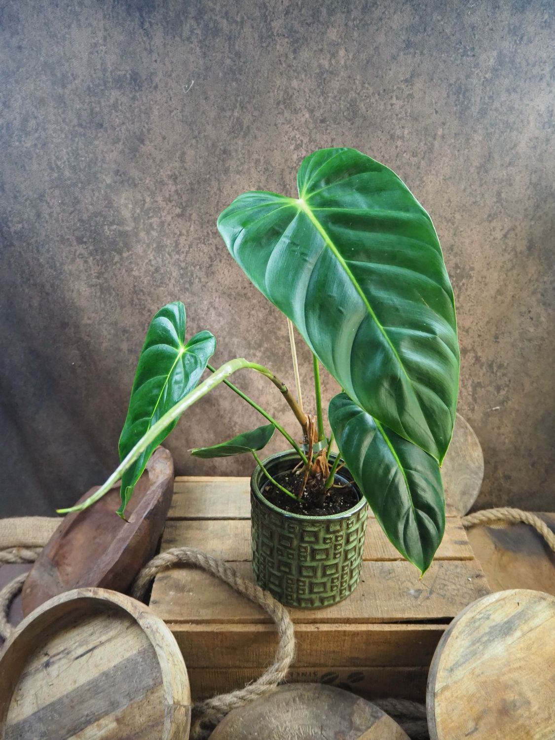 Philodendron Esmeraldense