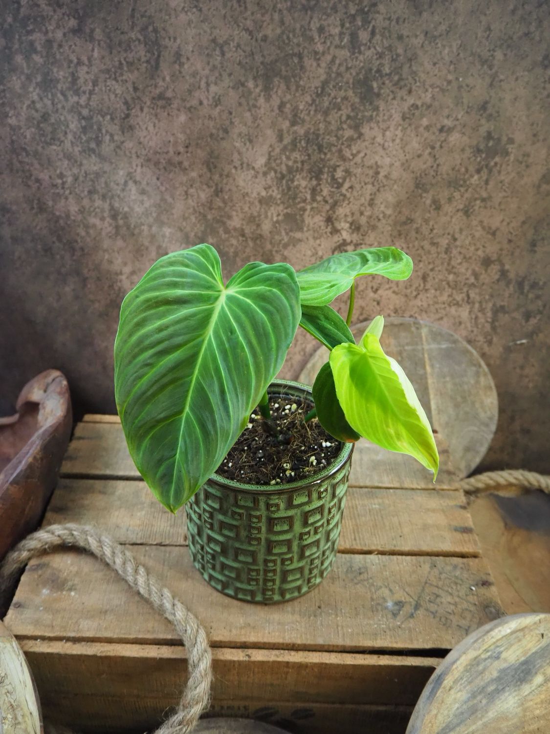 Philodendron Splendid