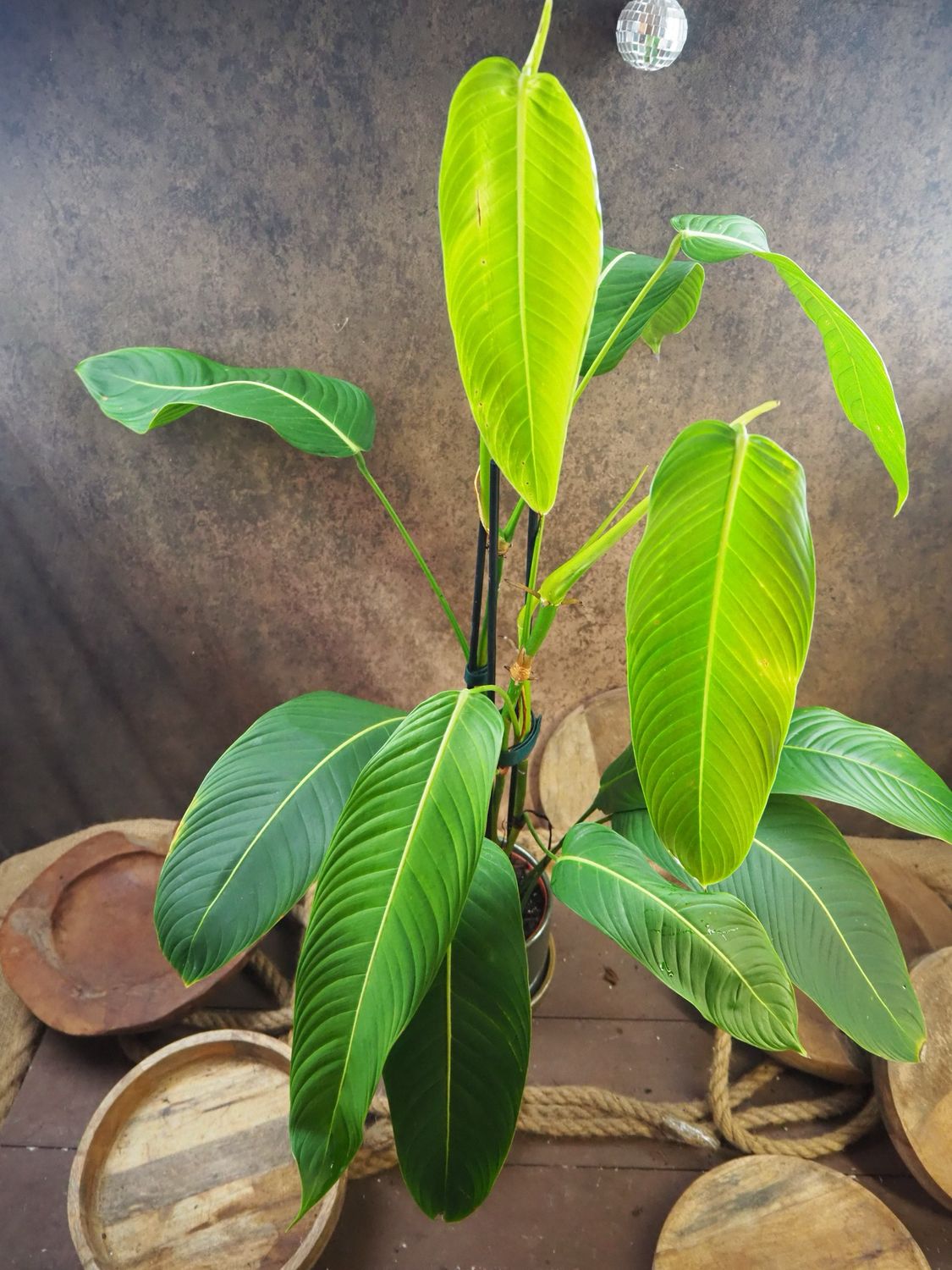 Philodendron heterocraspedon Philodendron heterocraspedon