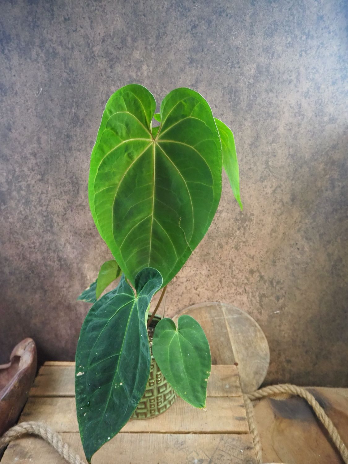 Anthurium Dark Phoenix