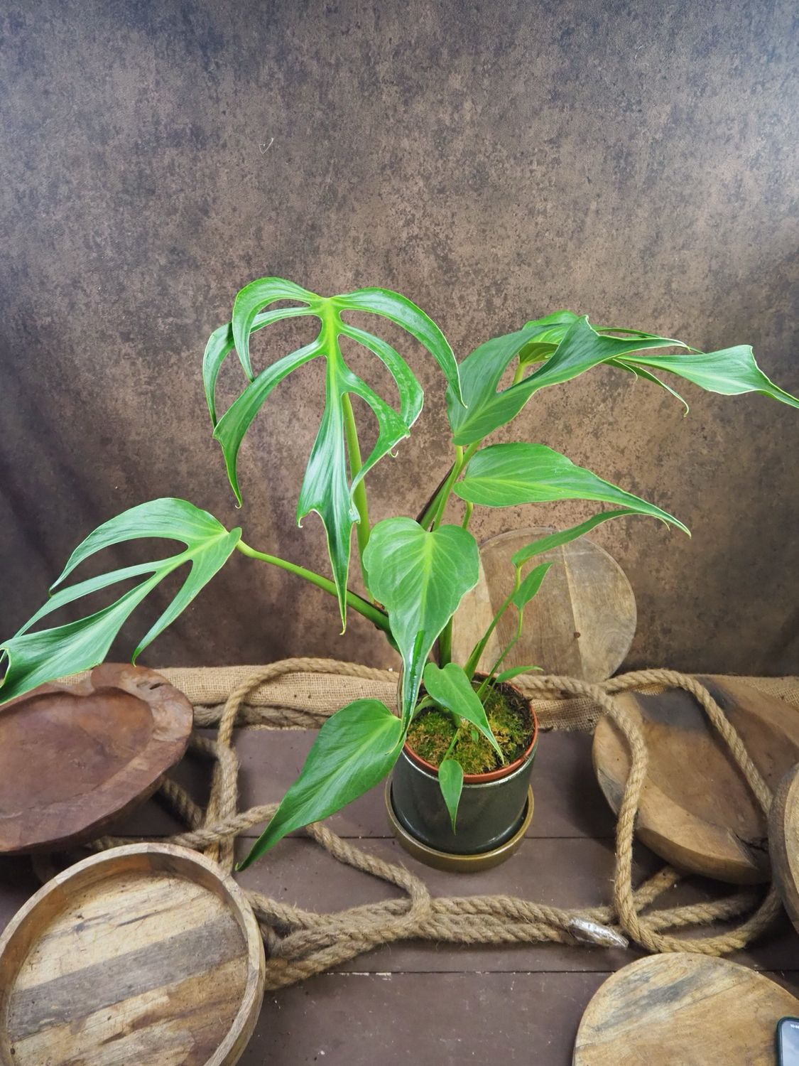 Monstera Burle Marx Flame BIG