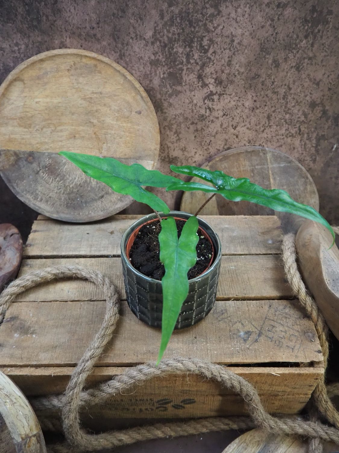 Alocasia Sabrina Narrow