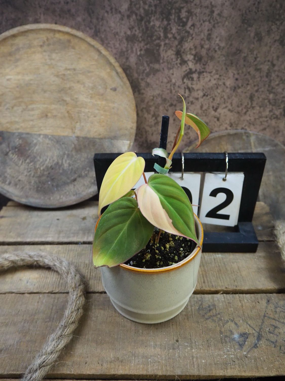 Philodendron Micans Variegata #2