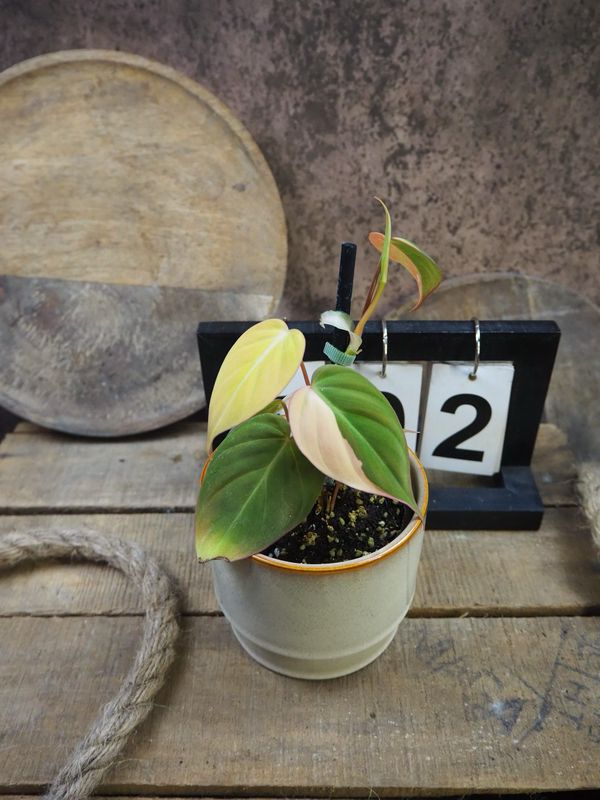 Philodendron Micans Variegata #2 Philodendron Micans Variegata #2