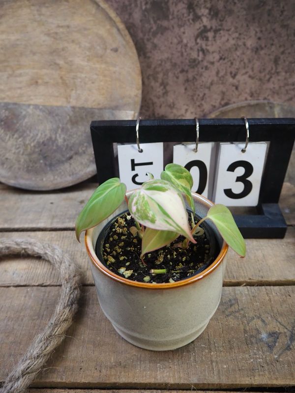 Philodendron Micans Variegata #3 Philodendron Micans Variegata #3