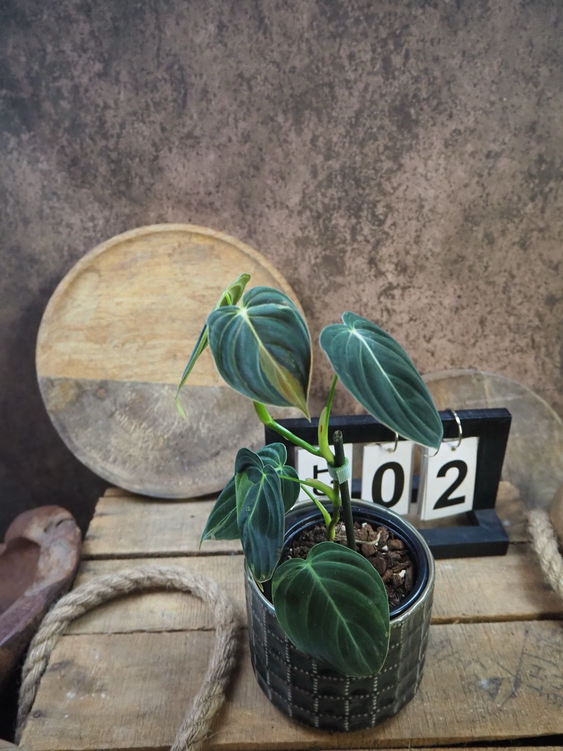 Philodendron melanochrysum Variegata #2