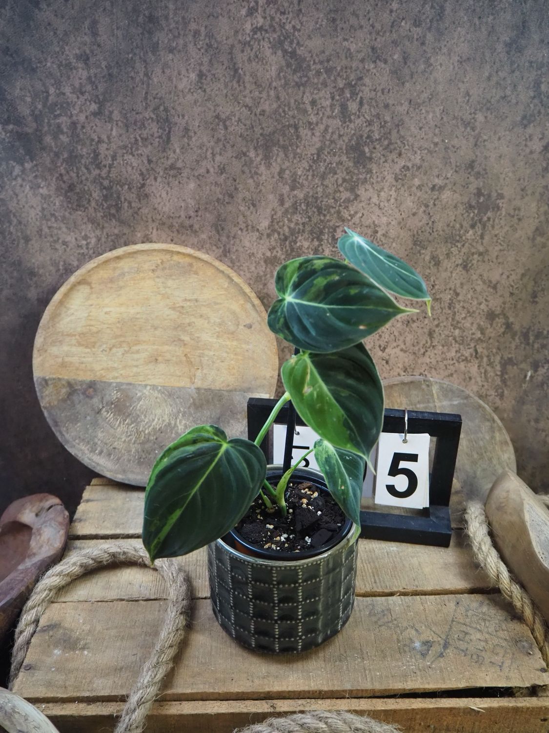 Philodendron melanochrysum Variegata #5