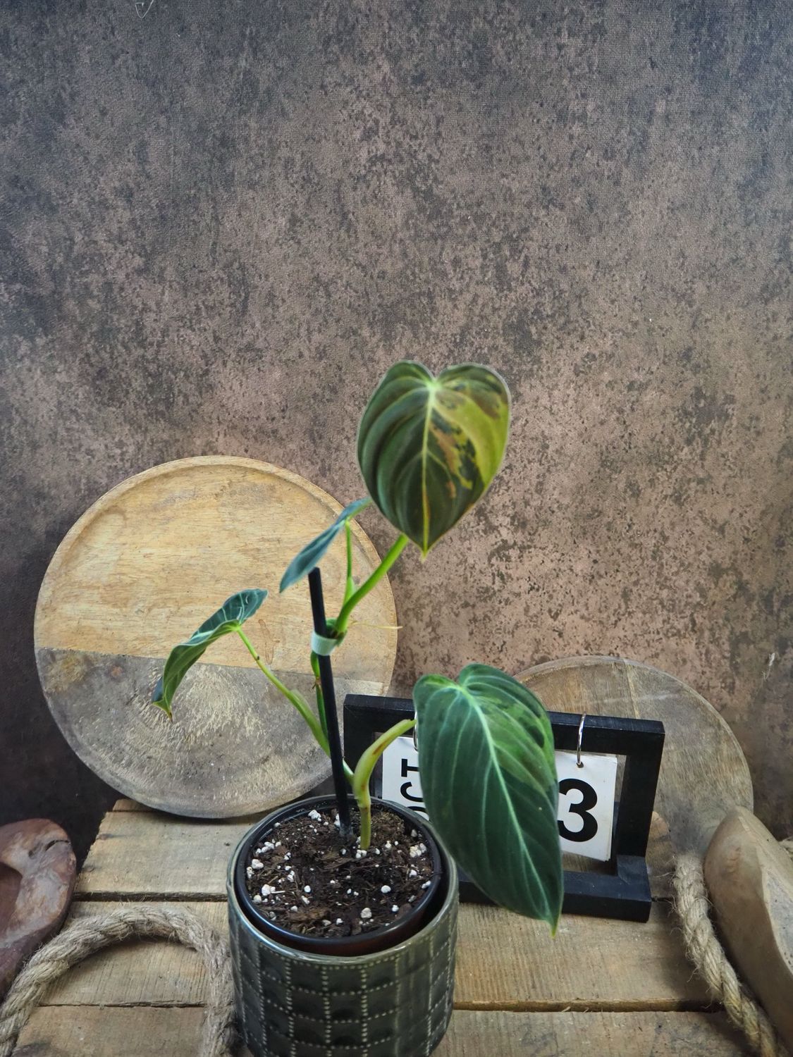 Philodendron melanochrysum Variegata #3