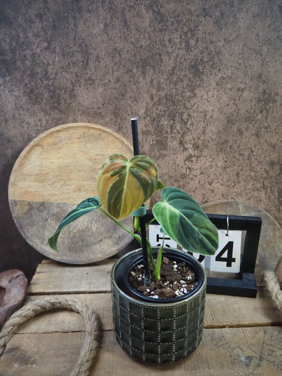 Philodendron melanochrysum Variegata #4