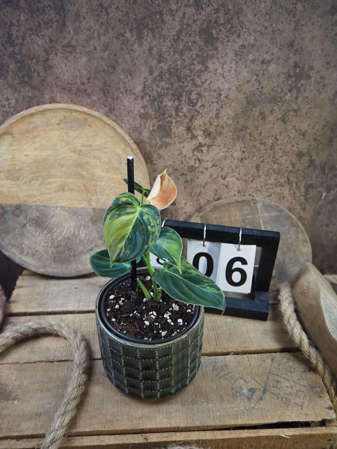 Philodendron melanochrysum Variegata #6