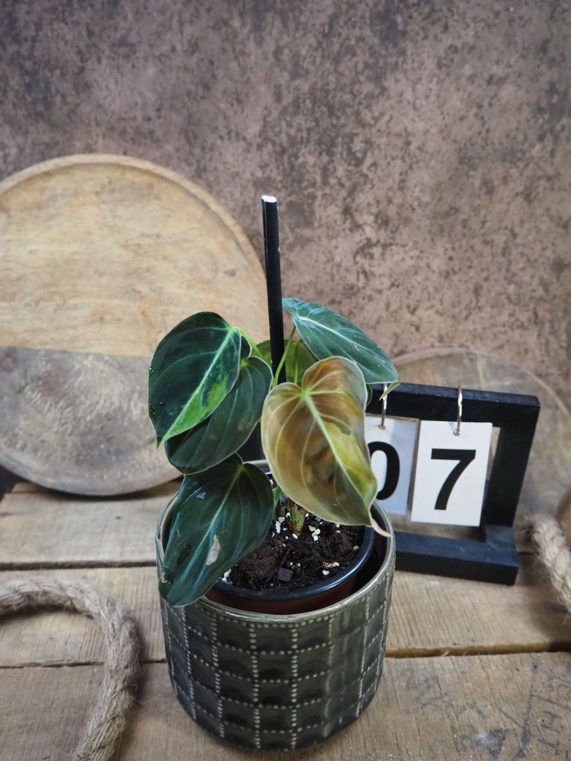 Philodendron melanochrysum Variegata #7