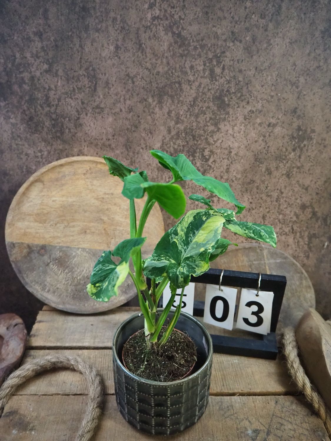 Syngonium Scrambled Eggs #3