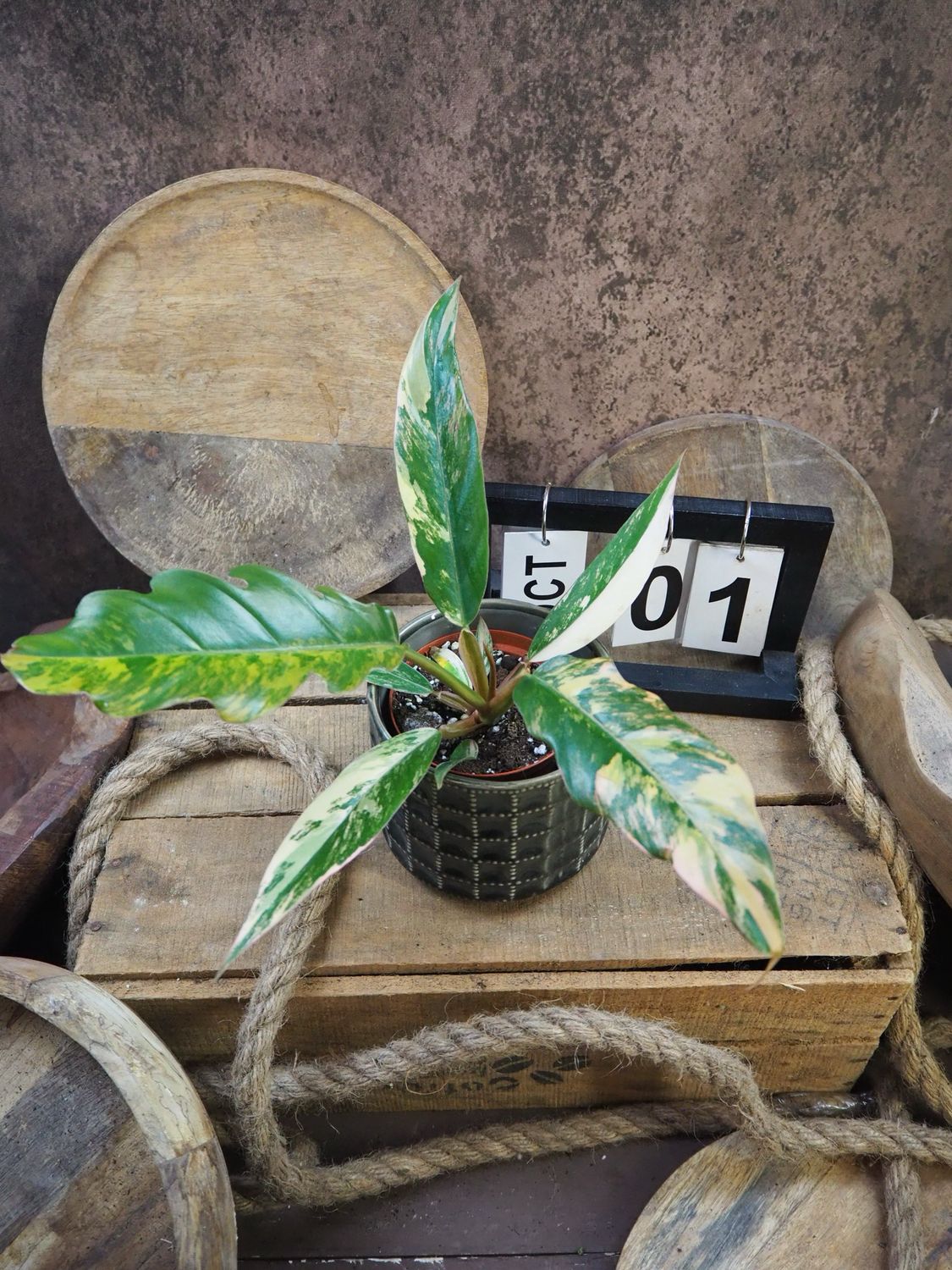 Philodendron Caramel Marble #1 Philodendron Caramel Marble #1