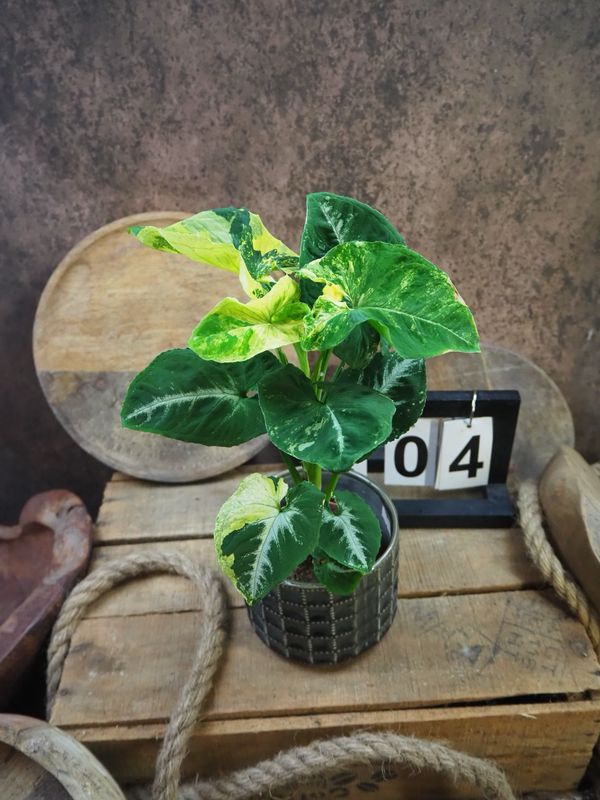 Syngonium Scrambled Eggs #4 Syngonium Scrambled Eggs #4