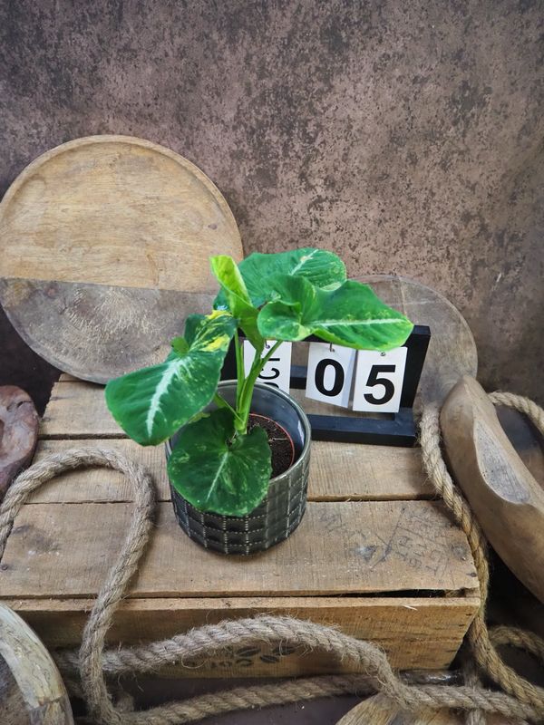 Syngonium Scrambled Eggs #5 Syngonium Scrambled Eggs #5