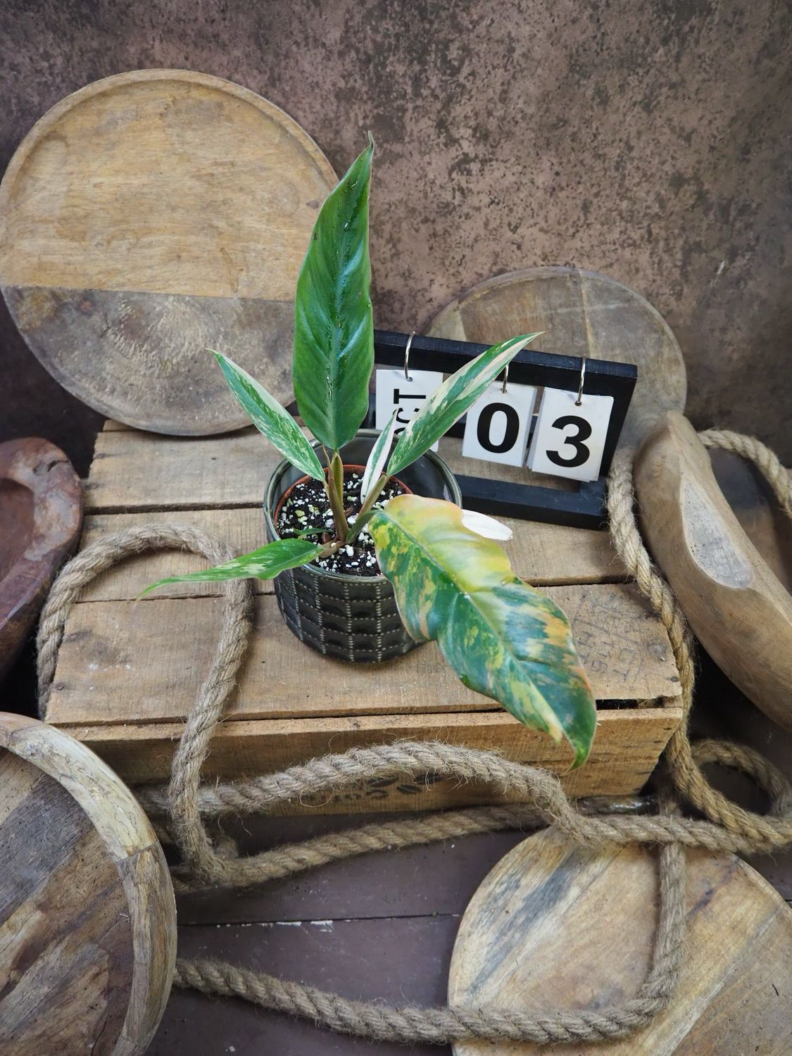 Philodendron Caramel Marble #3
