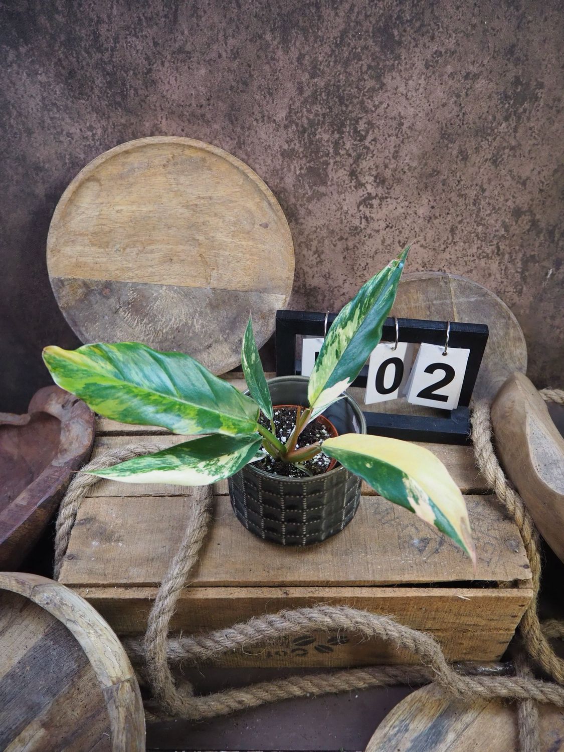 Philodendron Caramel Marble #2 Philodendron Caramel Marble #2