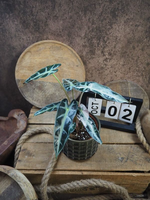 Alocasia Bambino Variegata #2 Alocasia Bambino Variegata #2