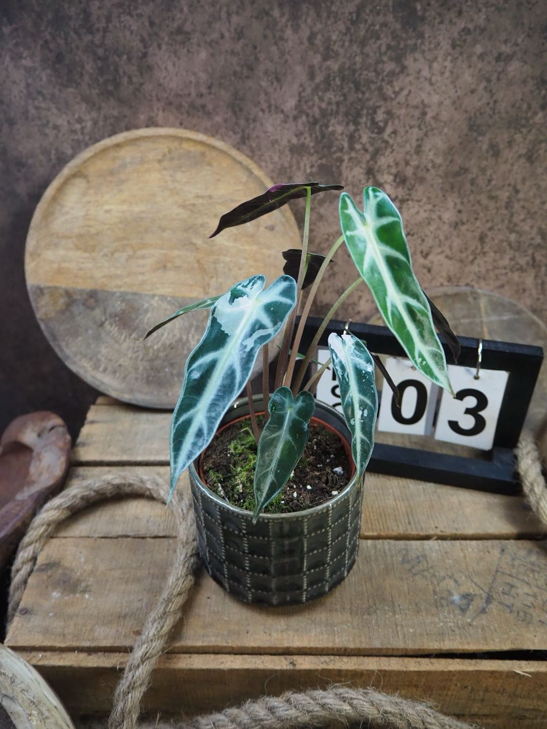 Alocasia Bambino Variegata #3