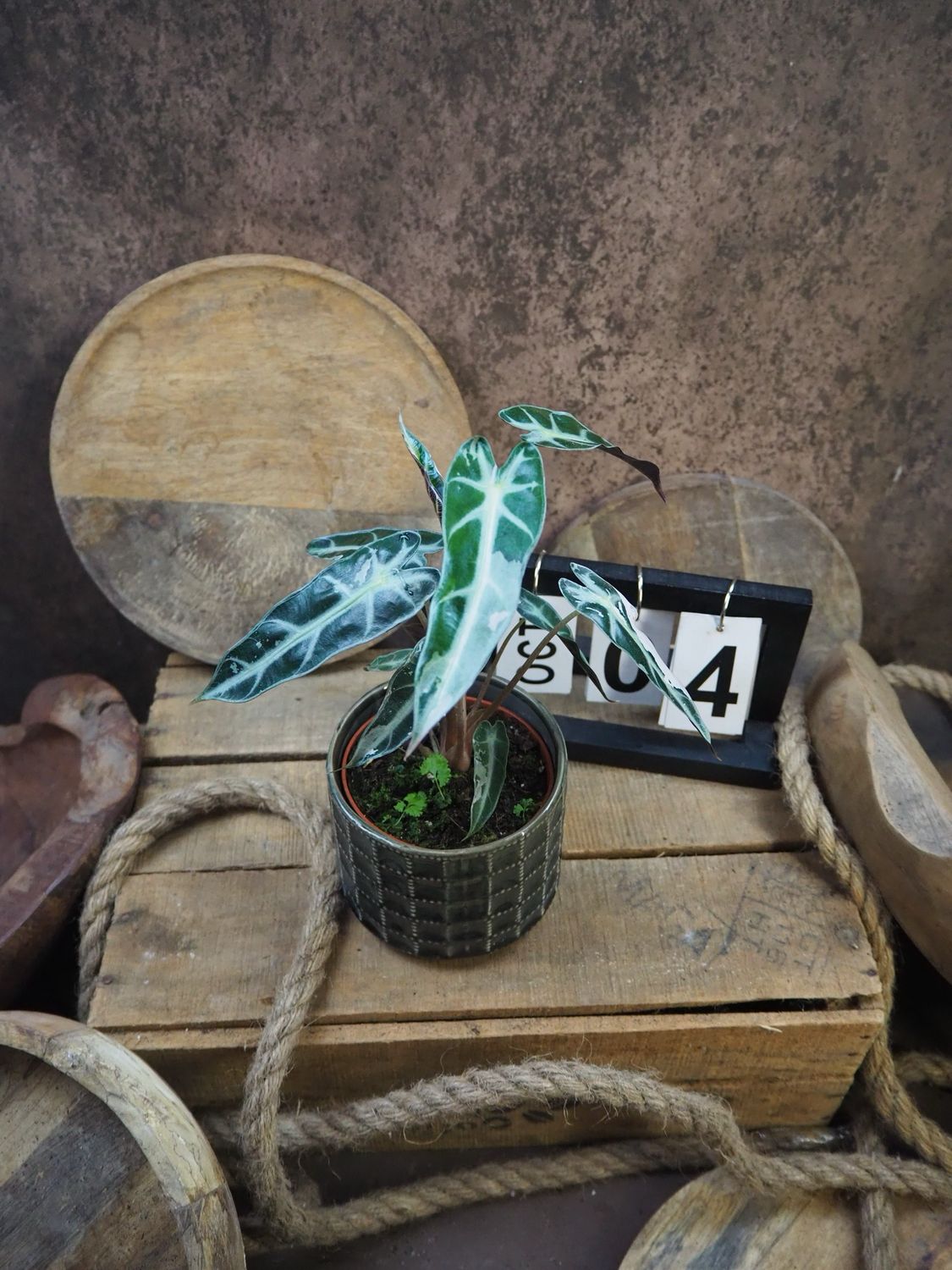Alocasia Bambino Variegata #4