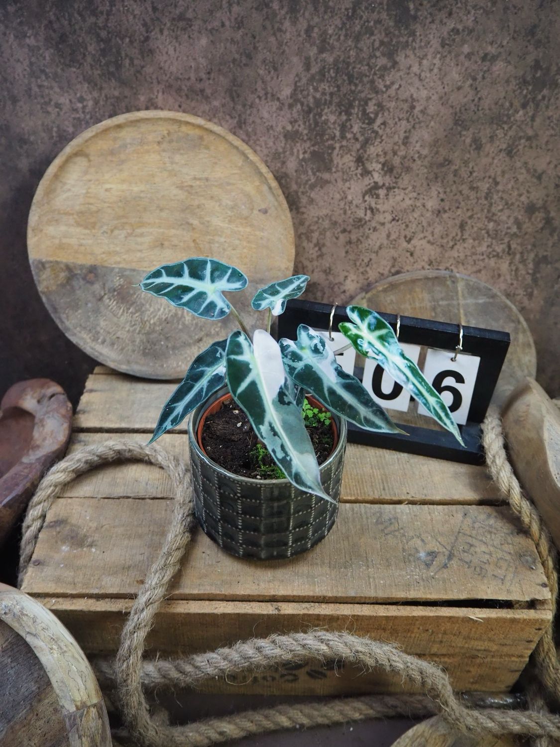 Alocasia Bambino Variegata #6