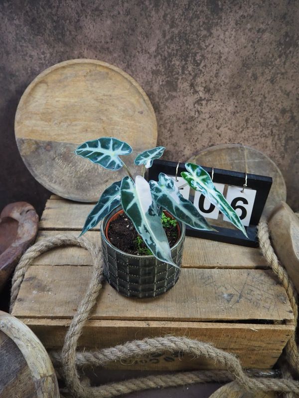 Alocasia Bambino Variegata #6 Alocasia Bambino Variegata #6