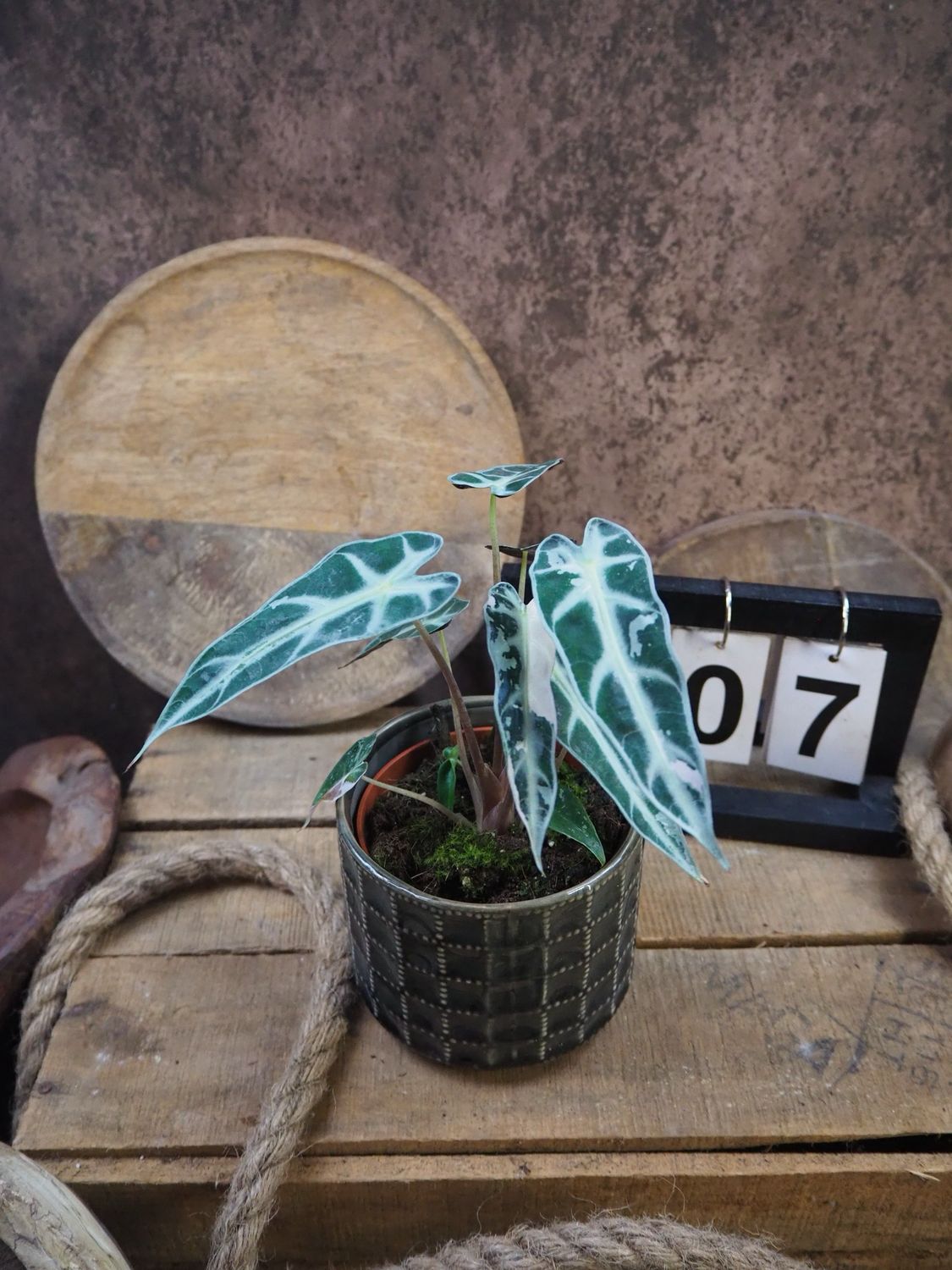 Alocasia Bambino Variegata #7