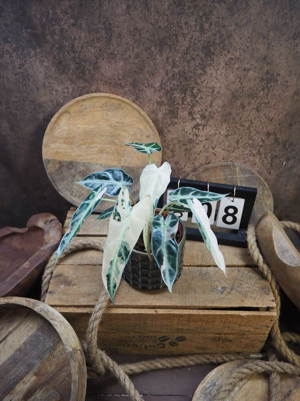 Alocasia Bambino Variegata #8 Alocasia Bambino Variegata #8