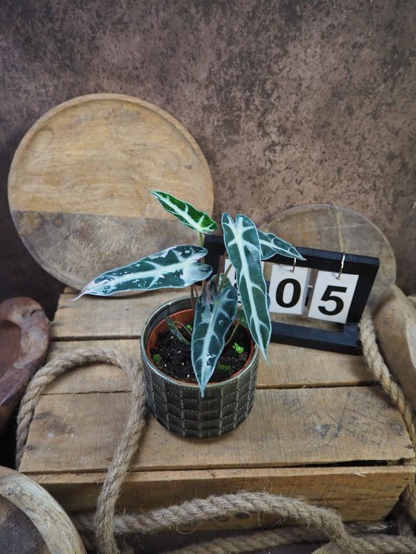 Alocasia Bambino Variegata #5 Alocasia Bambino Variegata #5