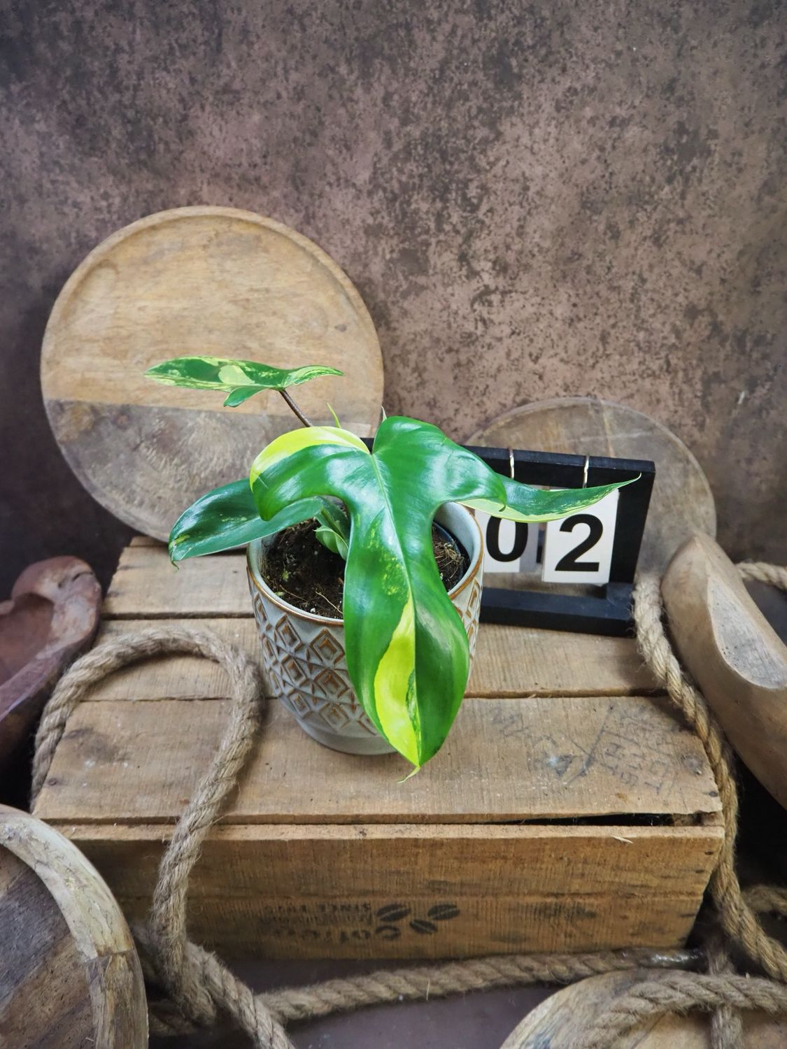Philodendron Florida Beauty #M2