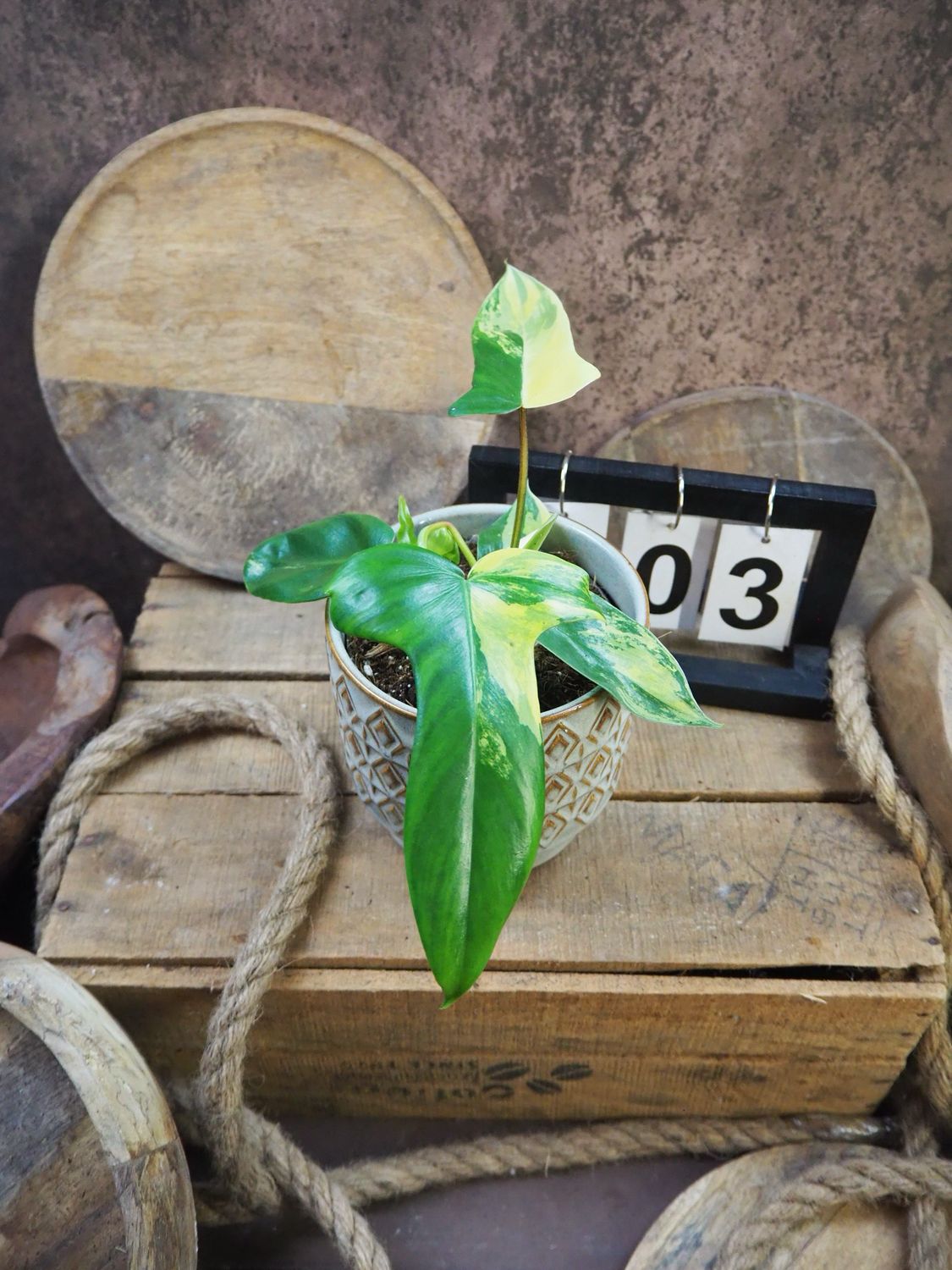 Philodendron Florida Beauty #M3