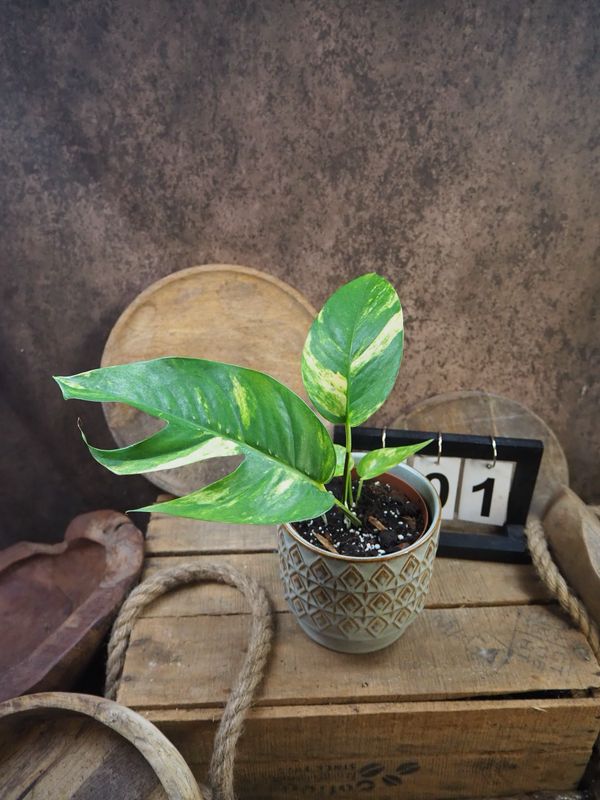 Epipremnum kujang Yellow Flame #S1 Epipremnum kujang Yellow Flame #S1