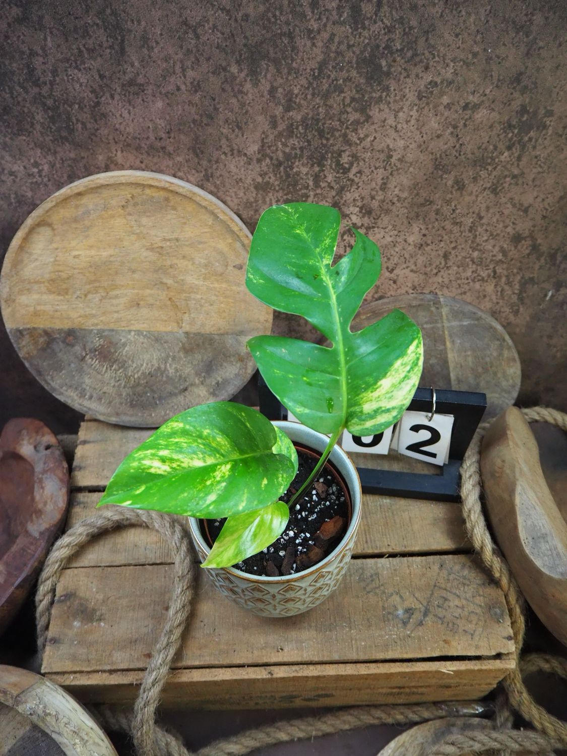 Epipremnum kujang Yellow Flame #S2