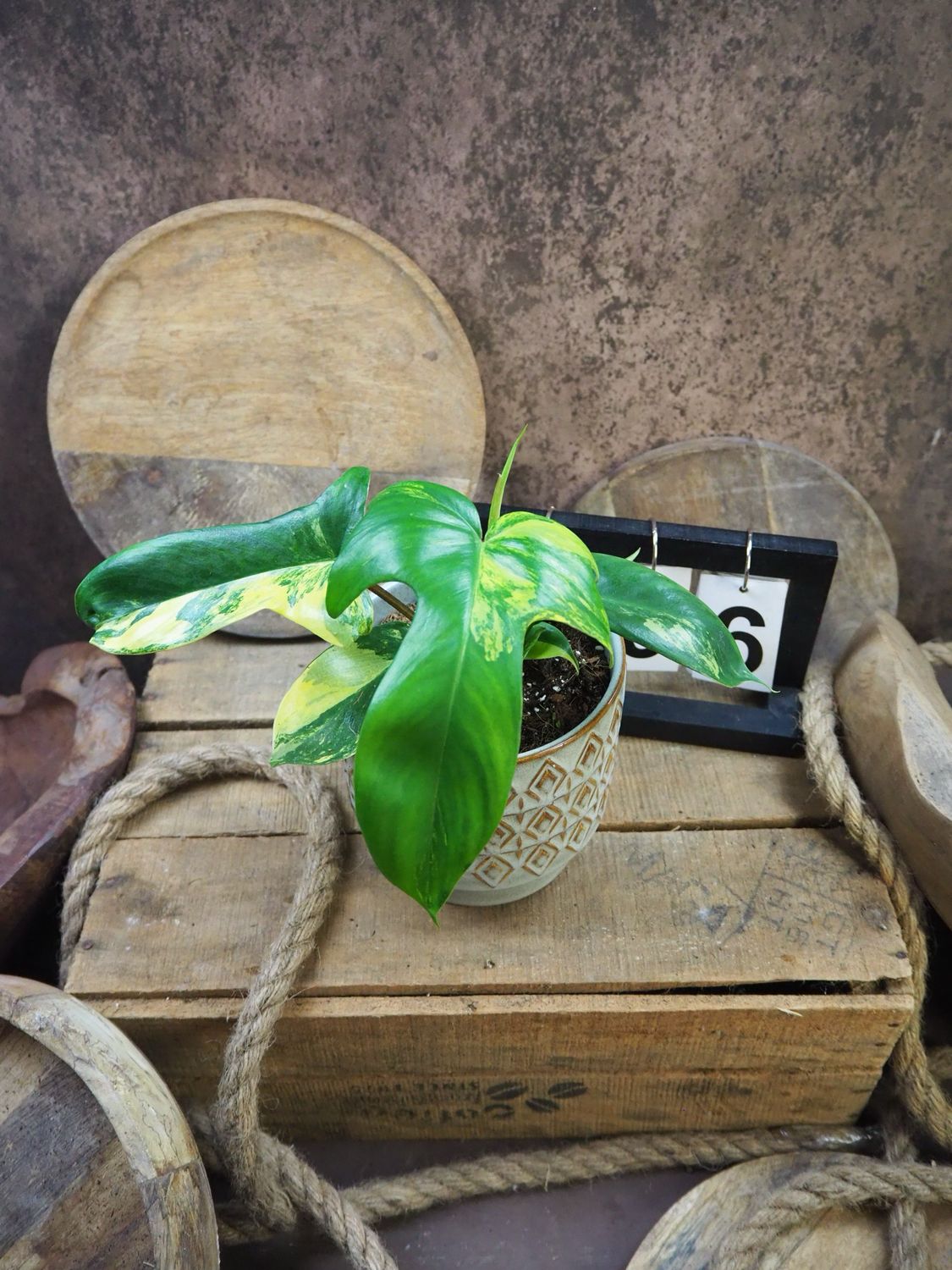 Philodendron Florida Beauty #M6
