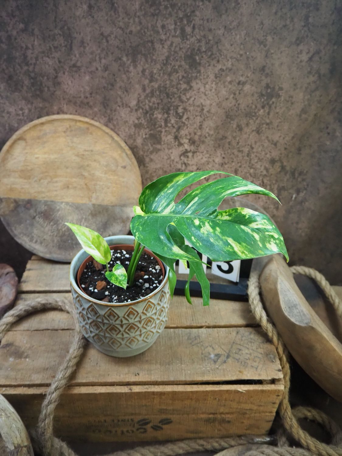 Epipremnum kujang Yellow Flame #S3 Epipremnum kujang Yellow Flame #S3