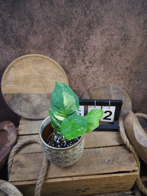 Monstera Obliqua mayuna Variegata #2 Monstera Obliqua mayuna Variegata #2