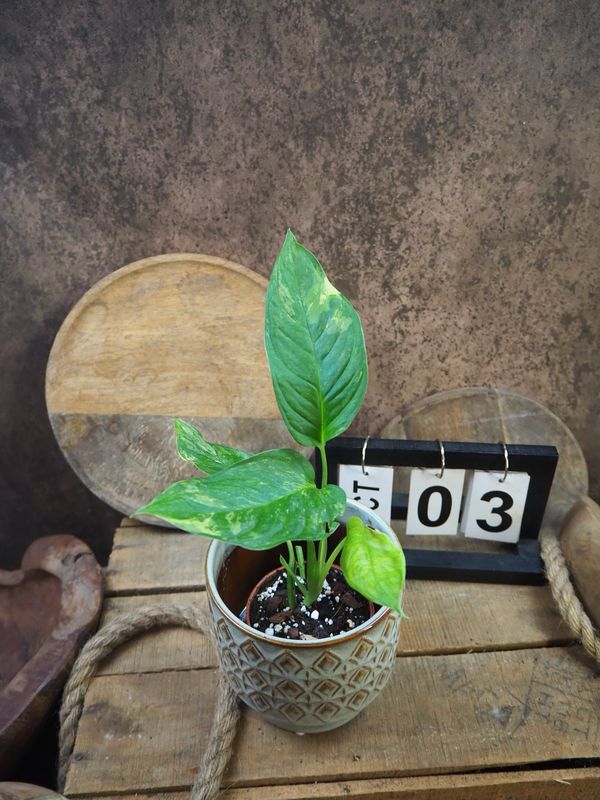 Monstera Obliqua mayuna Variegata #3 Monstera Obliqua mayuna Variegata #3