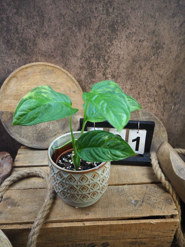 Monstera Obliqua mayuna Variegata #1 Monstera Obliqua mayuna Variegata #1