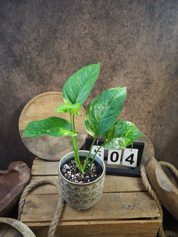 Monstera Obliqua mayuna Variegata #4 Monstera Obliqua mayuna Variegata #4