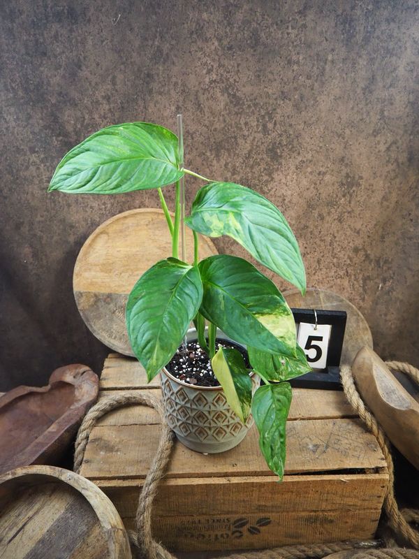 Monstera Obliqua mayuna Variegata #5 Monstera Obliqua mayuna Variegata #5