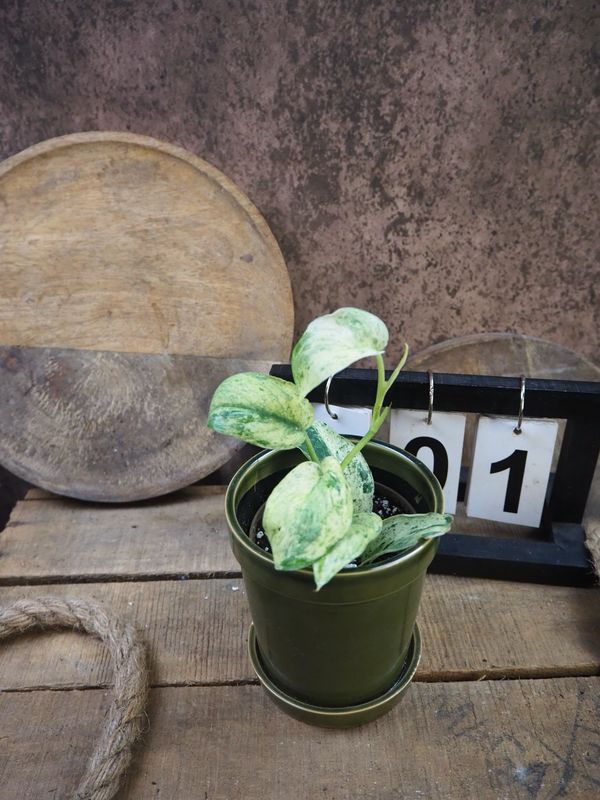 Scindapsus Halimun Salaka #1 Scindapsus Halimun Salaka #1