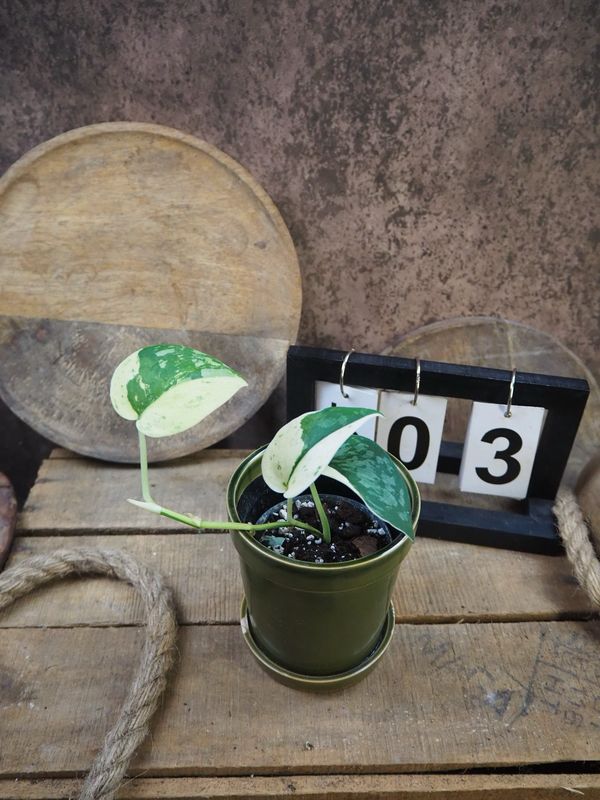 Scindapsus Jade Satin Variegata #3 Scindapsus Jade Satin Variegata #3