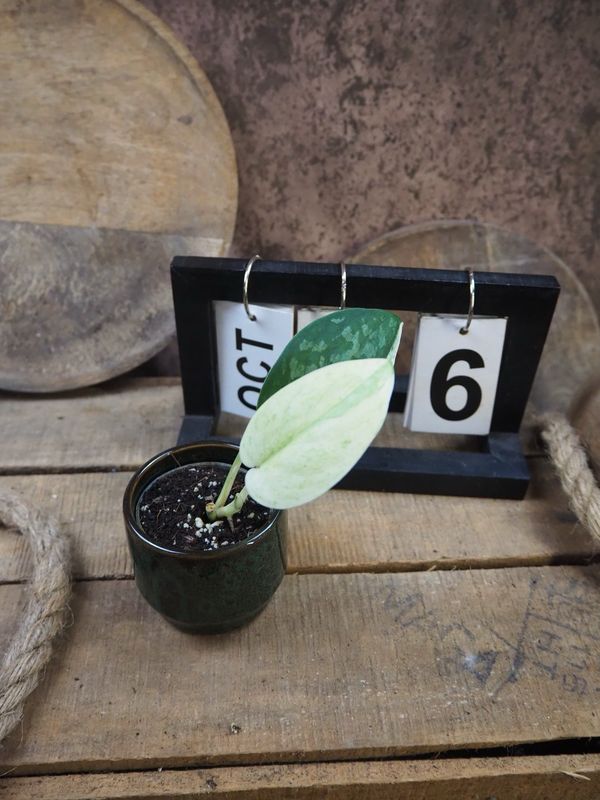 Scindapsus Jade Satin Variegata #6 Scindapsus Jade Satin Variegata #6