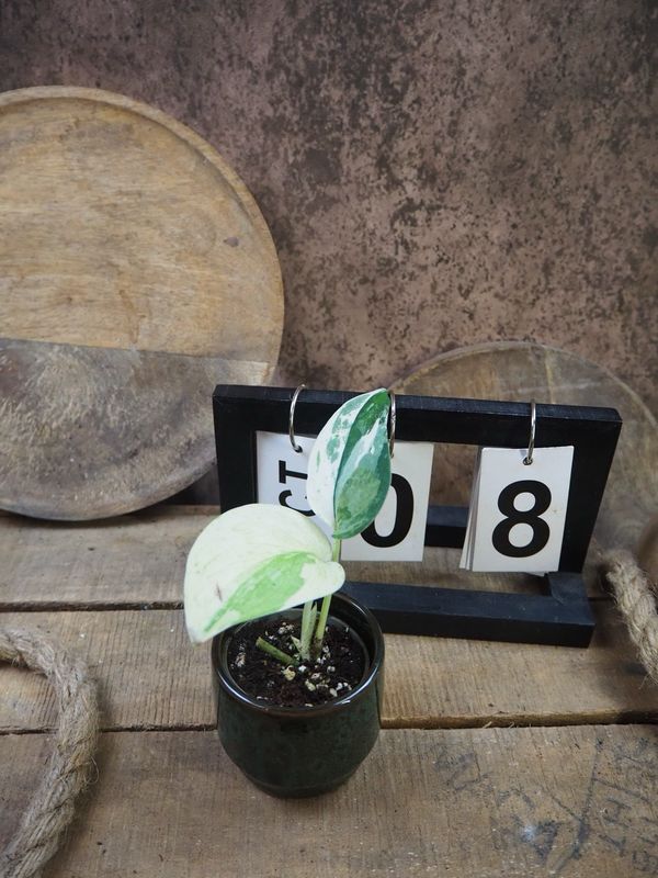 Scindapsus Jade Satin Variegata #8 Scindapsus Jade Satin Variegata #8