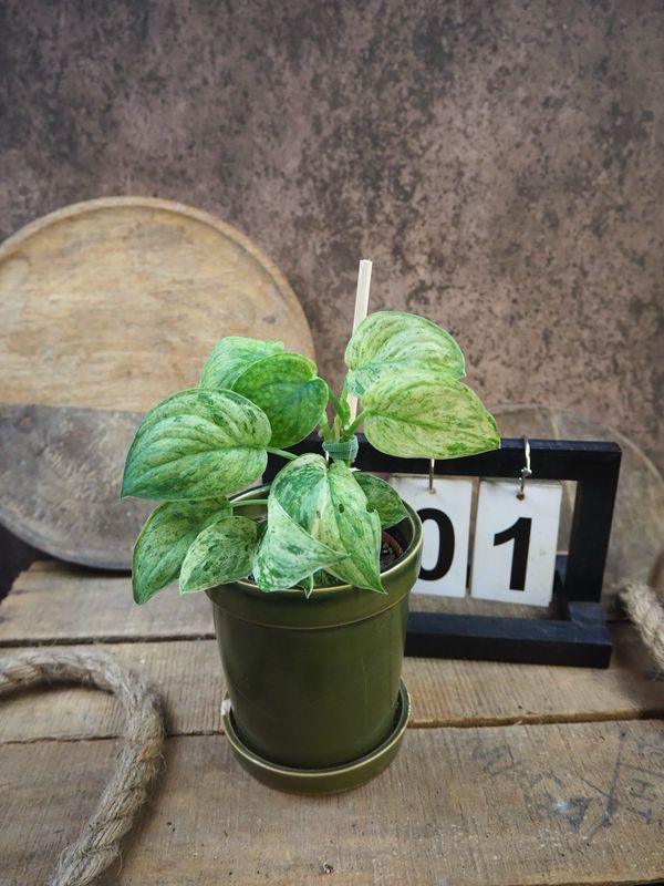 Scindapsus Jade Satin Marble #1 Scindapsus Jade Satin Marble #1