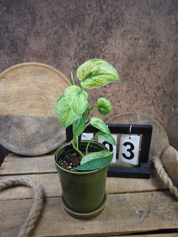 Scindapsus Jade Satin Marble #3 Scindapsus Jade Satin Marble #3