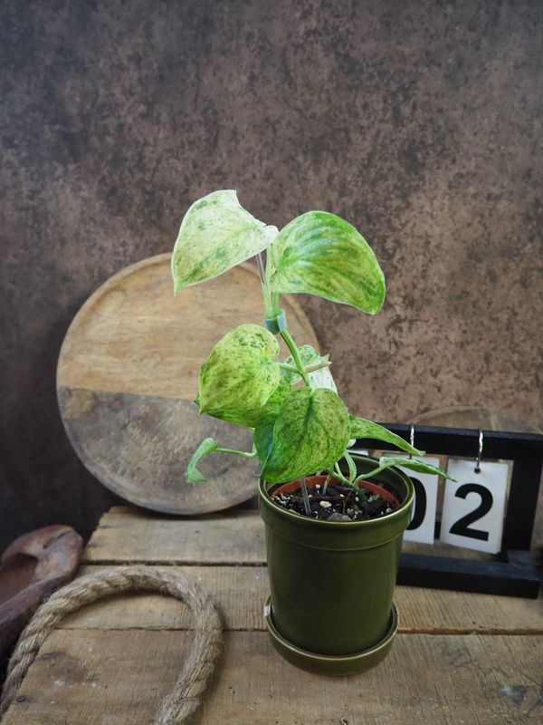 Scindapsus Jade Satin Marble #2 Scindapsus Jade Satin Marble #2