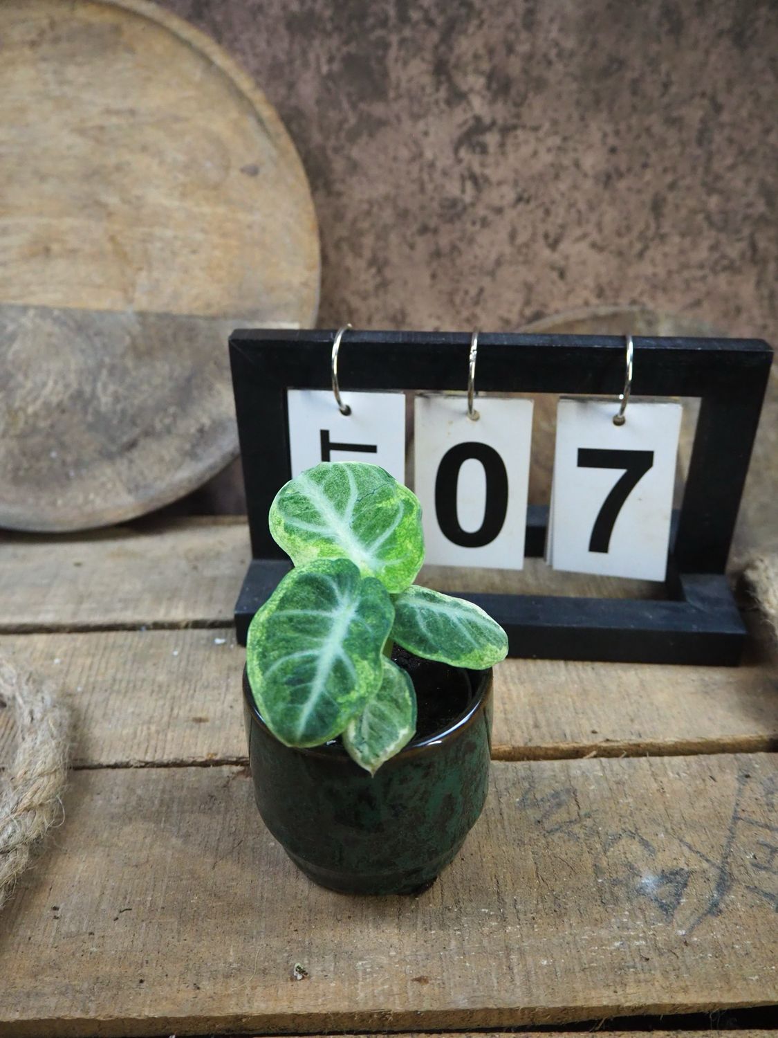 Alocasia Ninja Variegata #7