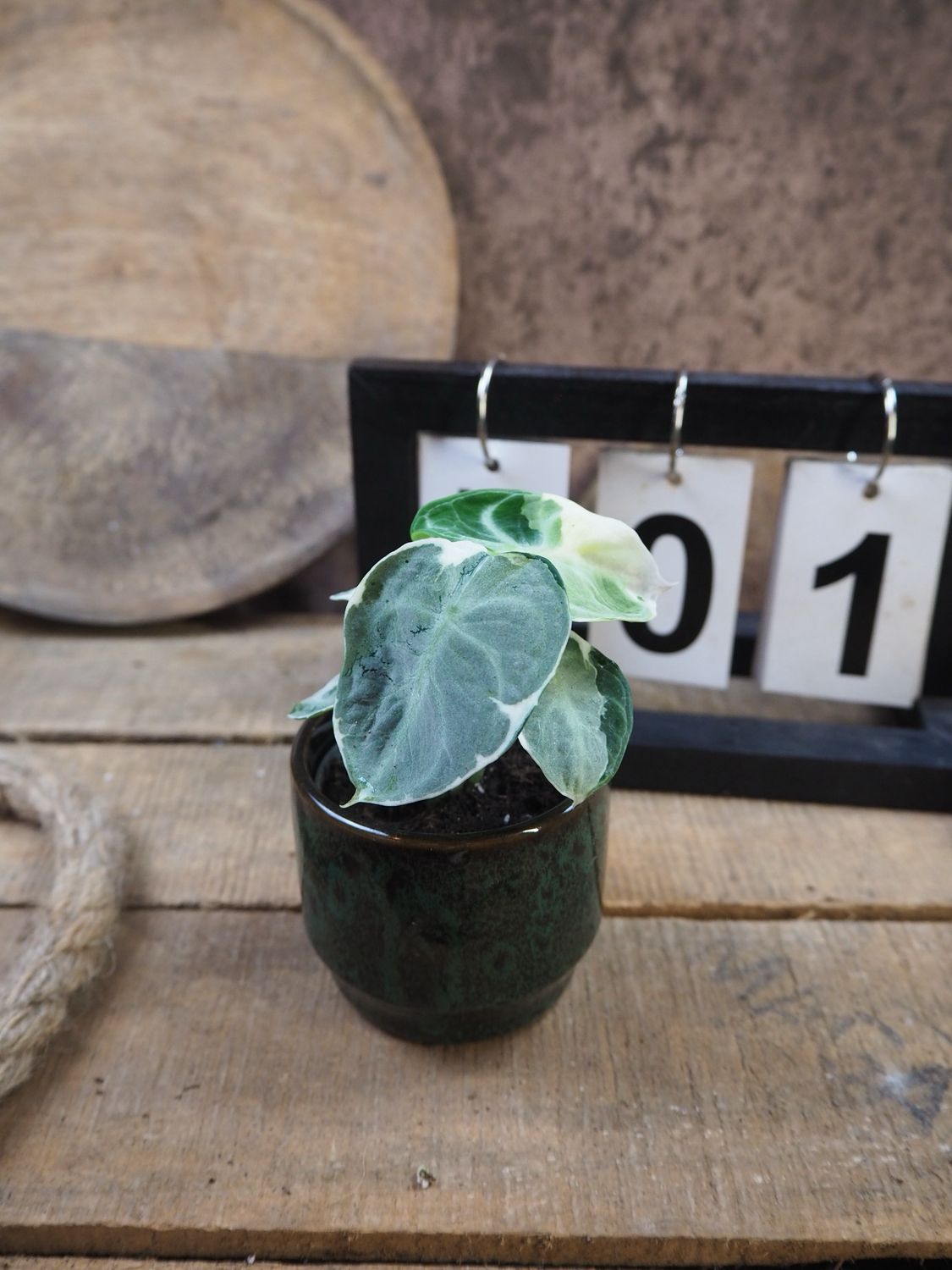 Alocasia Ninja Variegata #1